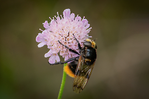 Hummelschwebfliege