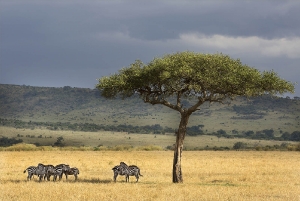 Masai Mara