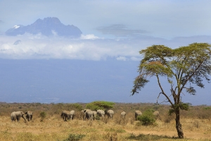 Mawenzi