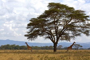 Nakuru NP