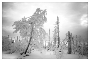 Winterwald_1