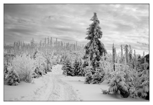 Winterwald_2