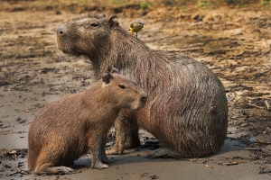 Capibara