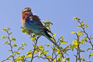 Gabelracke