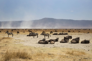Gnus im Krater