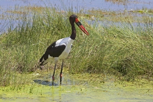 Sattelstorch