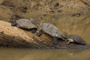 Schildkröten