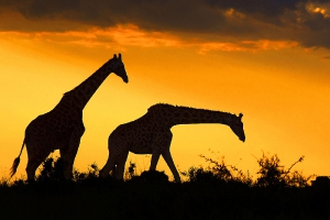 Tiere