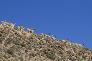Vicuñas