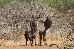 Wasserbock