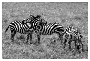 Zebras