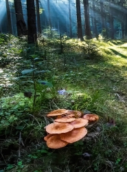 Lichtstimmung