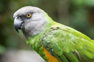 grey-headed Parrot