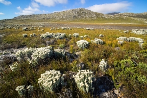 Kap der Guten Hoffnung_1