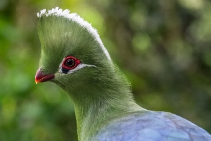 Knysna Turaco