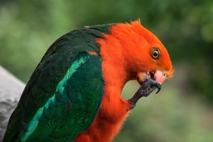 Parrot_1