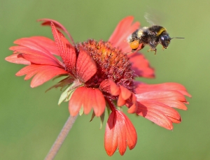 Abflug der Hummel