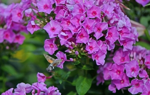 Bär in Phlox