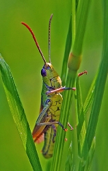 Feldgrashüpfer_1