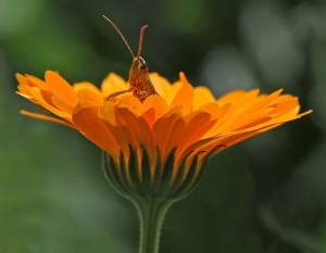 Feldgrashüpfer in Blume_1