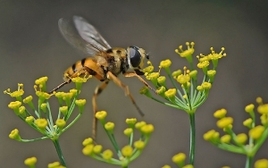Fliege im Dillkraut_1