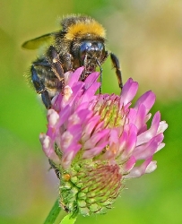Hummel_1_1