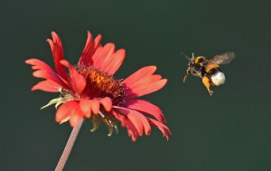 Hummel im Anflug_1