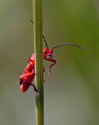 Roter Weichkäfer_2