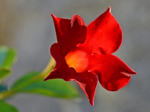 Dipladenia_1