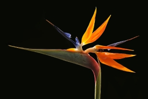 Papageienblume_1