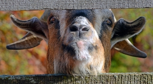 Durchblick