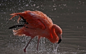 Flamingo_1