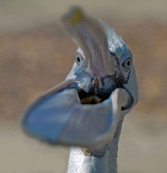 Grimmiger Pelikan