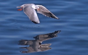 Möwe mit Beute_1