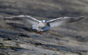 Möwe mit Beute_2