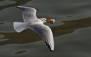 Möwe mit Beute_3
