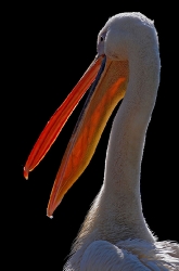 Rosapelikan_1