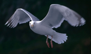 Seemöwe_1