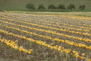 Kürbisfeld
