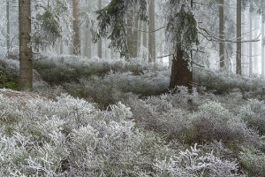 Landschaft