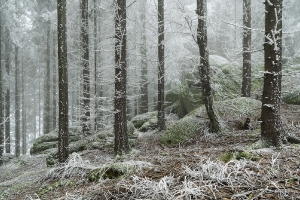 Rauhreif in Liebenau_2