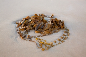 Kelp