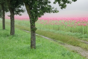 Mohnfeld