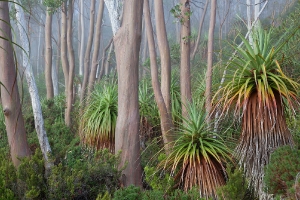 Pandani-Tasmanien