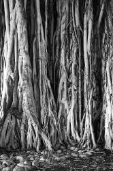 Banyan Tree