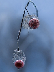Physalis