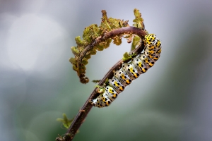 raupe nimmersatt