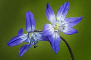 Zwei Blausterne