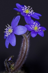 3 Leberblümchen