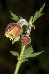 Bachnelkenwurz